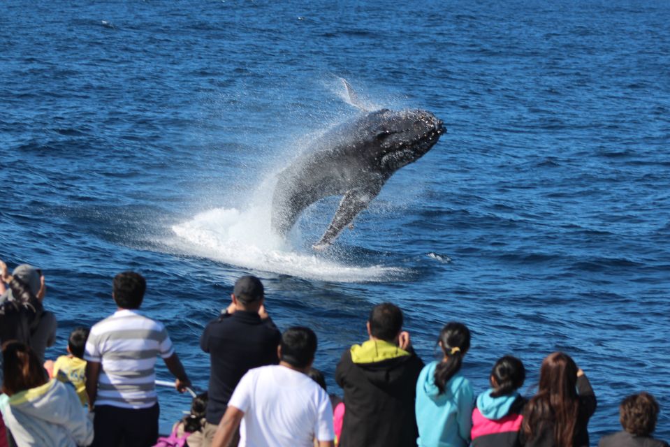 Moreton Island: Tangalooma Whale Watching & Dolphin Viewing - Safety and Dietary Considerations