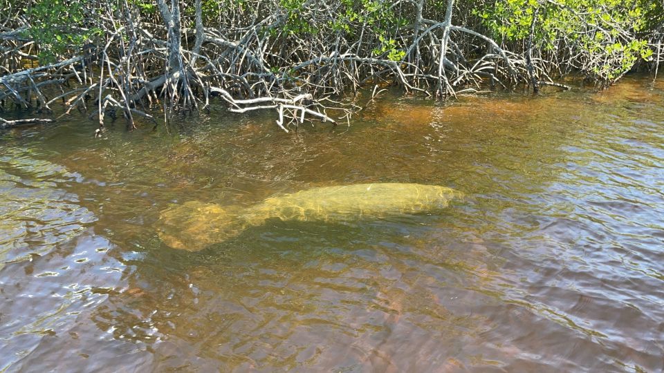 Naples, Florida: Manatee Sightseeing and Wildlife Boat Tour - Reservation Details