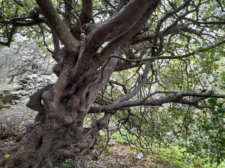 Naxos: Countryside Hike Among Villages & Byzantine Churches - Customer Reviews