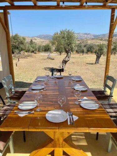 Naxos: Private Dining in the Olive Grove - Highlights of the Experience