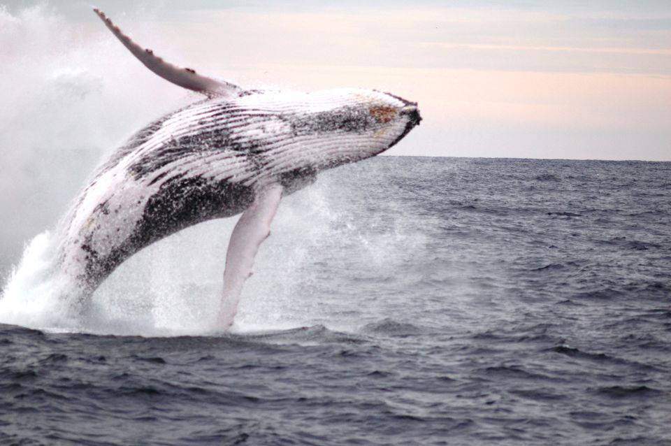 Newcastle: Humpback Whale Watching Cruise and Harbor Tour - Guarantee