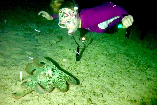 Night Snorkeling - Observation of Octopus and Other Species - Night Snorkeling Tips