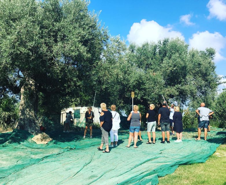 Olive Grove Tour & Olive Oil Tasting and Lunch in Messinia - Logistics and Meeting Point