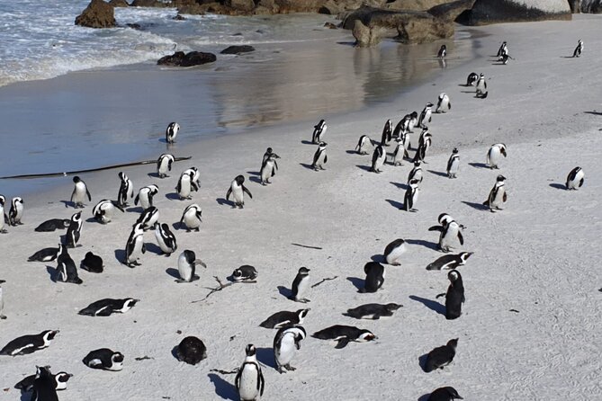 Penguin Watching & Beach Day at Boulders Beach, Cape Town - Common questions