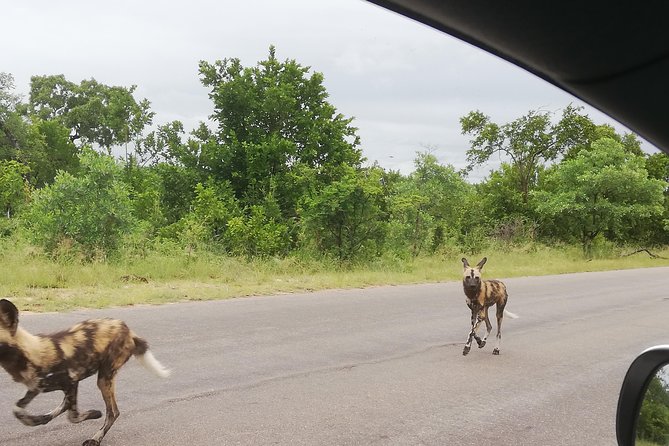 Pilanesberg Full Day Safari Private - Viator Support and Assistance