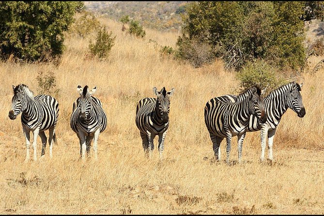 Pilanesberg Game Reserve 6 Hour Sunrise Safari From Johannesburg or Pretoria - Common questions