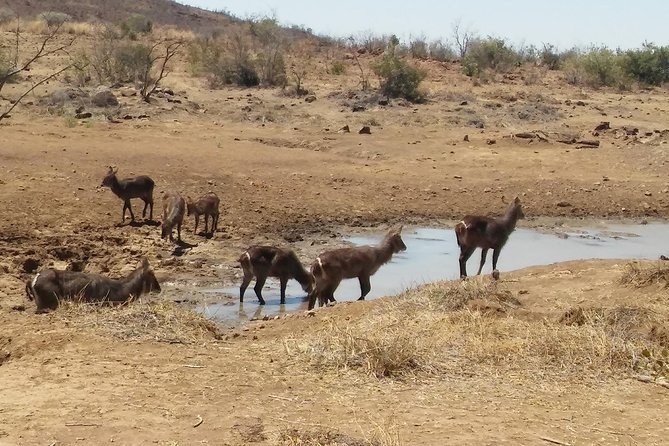 Pilanesberg National Park One-Day Safari From Johannesburg - Common questions