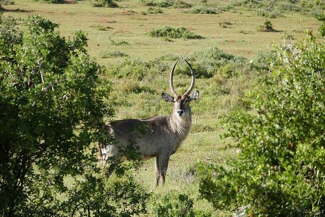 Pilanesberg National Park Private Day Safari From Johannesburg - Reviews and Feedback Summary