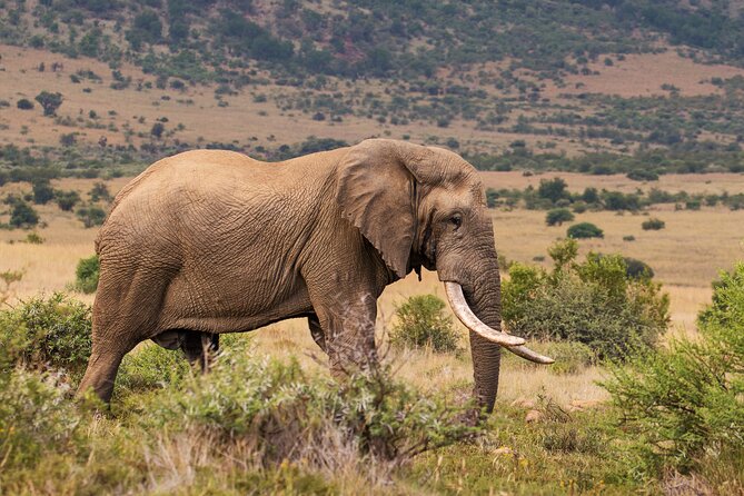 Pilanesberg National Park Private Full-Day Safari Tour  - Johannesburg - Common questions