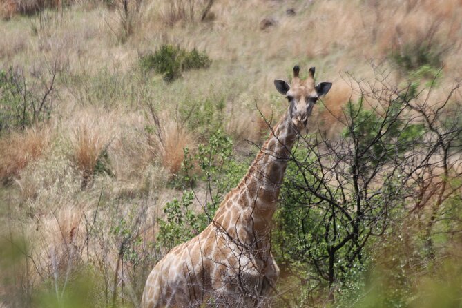 Pilanesberg Nature Reserve - Additional Resources and Support