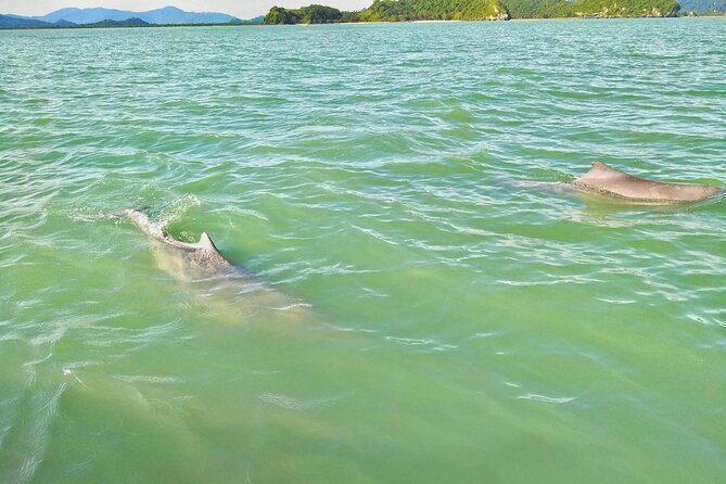 Pink Dolphin Spotting Tour by Speedboat From Koh Samui - Photo Opportunities