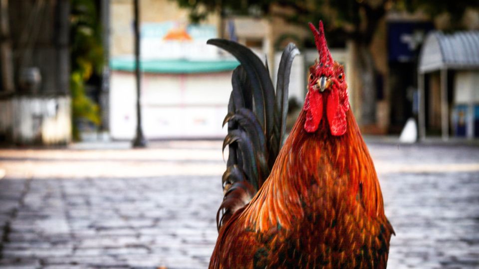 Pirates & Treasure: Self Guided Tour of Key West's Old Town - Activity Inclusions