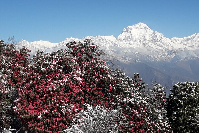 Pokhara: Poon Hill Ghorepani Short Trek - Additional Tips