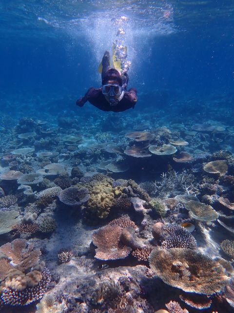 Port Douglas: Outer Great Barrier Reef Snorkeling Cruise - Duration and Availability