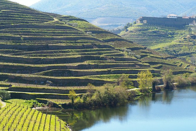 Premium Wine Experience Through Douro Valley - Professional Guided Tours Provided