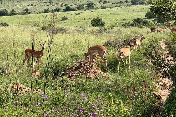 Private 3-Hour Pilanesberg Park Game Drive From Johannesburg Tour - Last Words