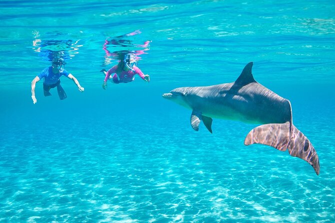 Private Boat to Dolphin House Full Day Snorkeling Sea Trip Max 10 Pax - Hurghada - Pricing and Booking Details