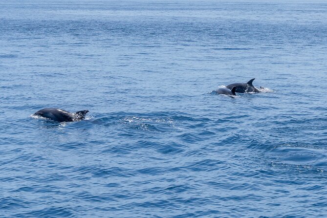 Private Coastline and Dolphins Yacht Cruise From Albufeira - Last Words
