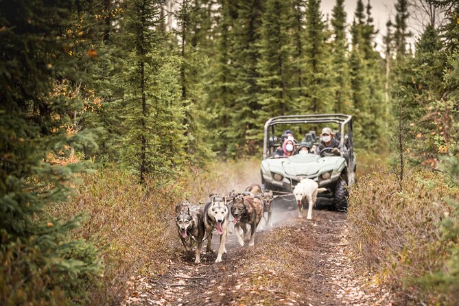 Private Fall Foliage Mushing Cart Ride in Fairbanks - Background