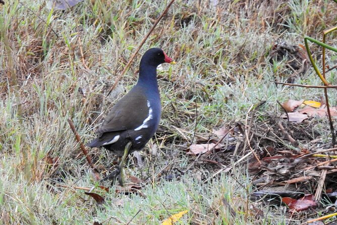 Private Half-Day Birding Tour in Madrid Rio - Birding Equipment Provided