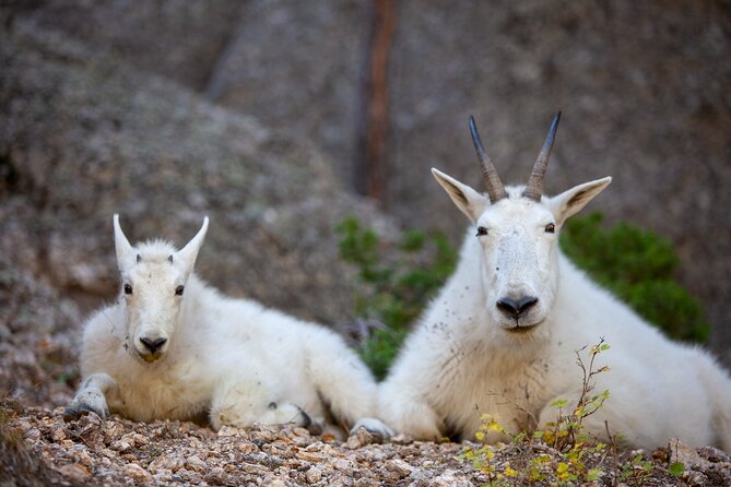 Private Half Day Mt Rushmore & Black Hills Tour - Common questions