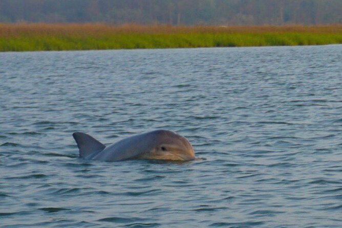 Private Hilton Head Dolphin Tour - Accessibility Information