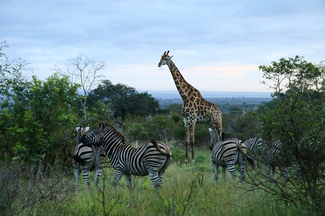 Private Kruger Park Safari and Panorama Route - Booking and Pricing Details