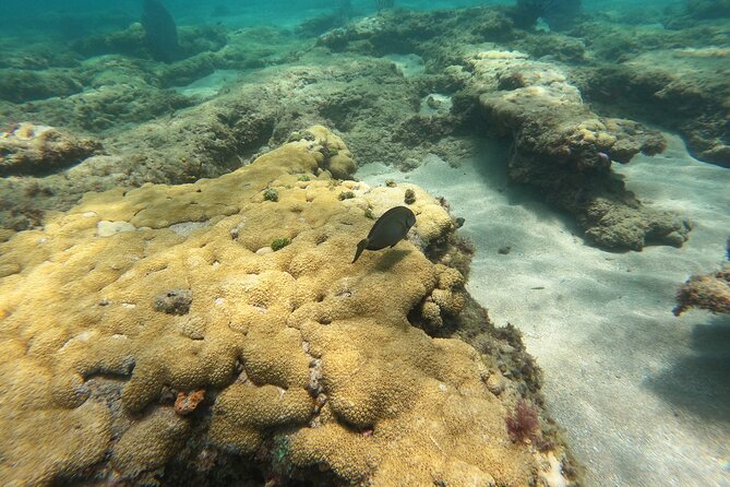 Private MegaSUP & Snorkel Tour of Fort Lauderdale Reefs - Last Words