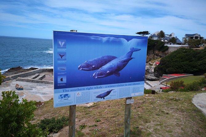 Private Seasonal Whale Watching Tour From Cape Town - Last Words