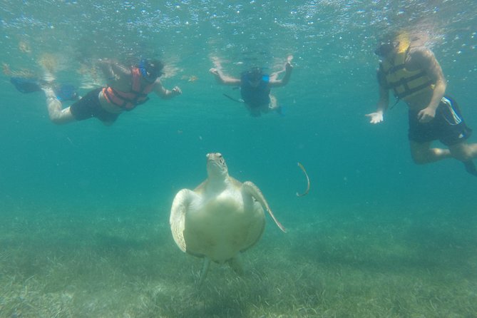 Private Snorkeling Tour With Sea Turtles at Akumal Beach  - Playa Del Carmen - Traveler Reviews Summary