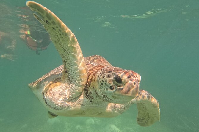 Private Snorkeling With Sea Turtles in Akumal Beach - Safety Measures