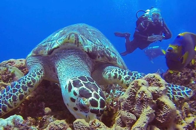 Private Three-Hour Introductory Scuba Diving Lesson  - Cozumel - Gear Provided