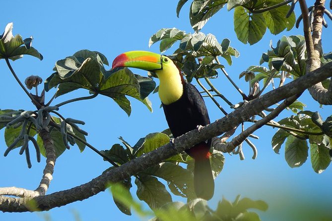 Private Tour: Birdwatching From Cancun - Common questions