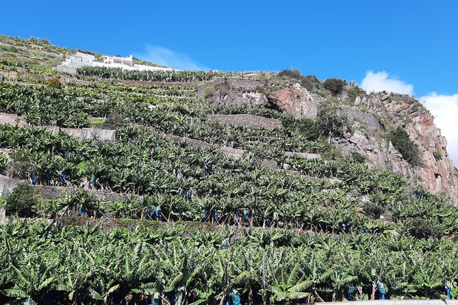 Private Tour of Banana Farm From Funchal - Additional Information