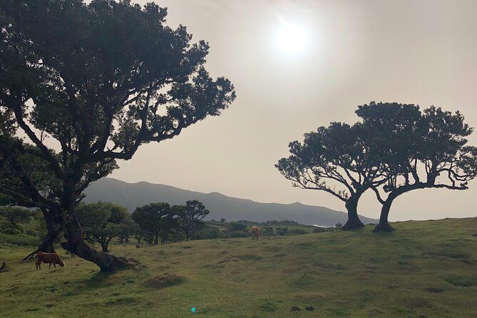 Private Tour of Fanal Park Ancient Trees - Directions and Tour Experience