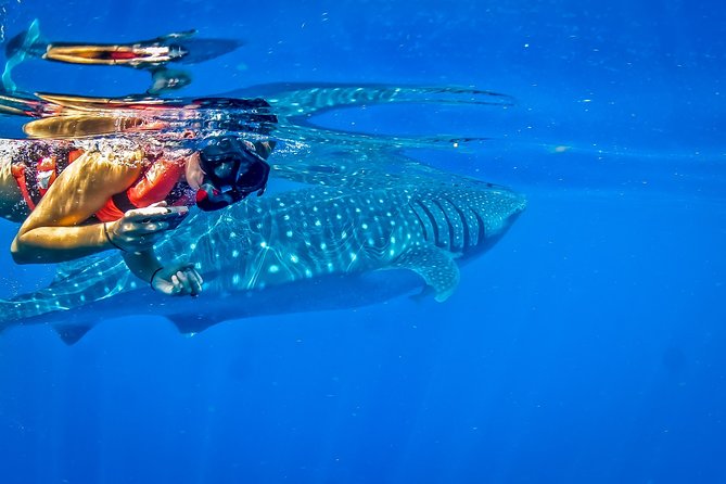 Private Whale Shark All Inclusive Experience - Private Tour Inclusions