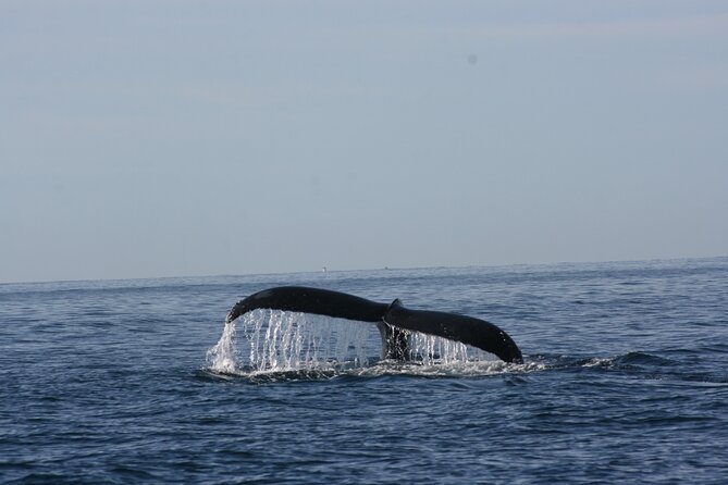 Private Whale Watching in San José Del Cabo - Accessibility and Health Considerations