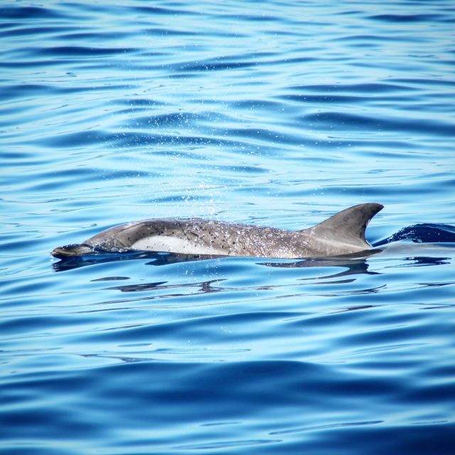 Puerto Colon : Whale & Dolphins Sailing Excursion - Directions