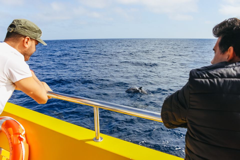 Puerto Del Carmen: Dolphin-Watching Speedboat Tour With Swim - Common questions