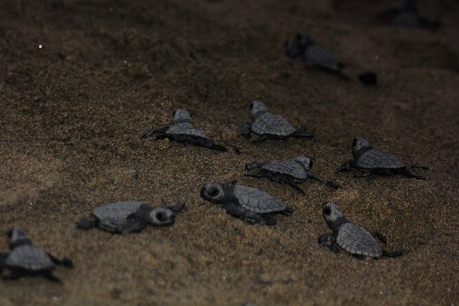 Puerto Vallarta: Help Release Baby Sea Turtles - Last Words