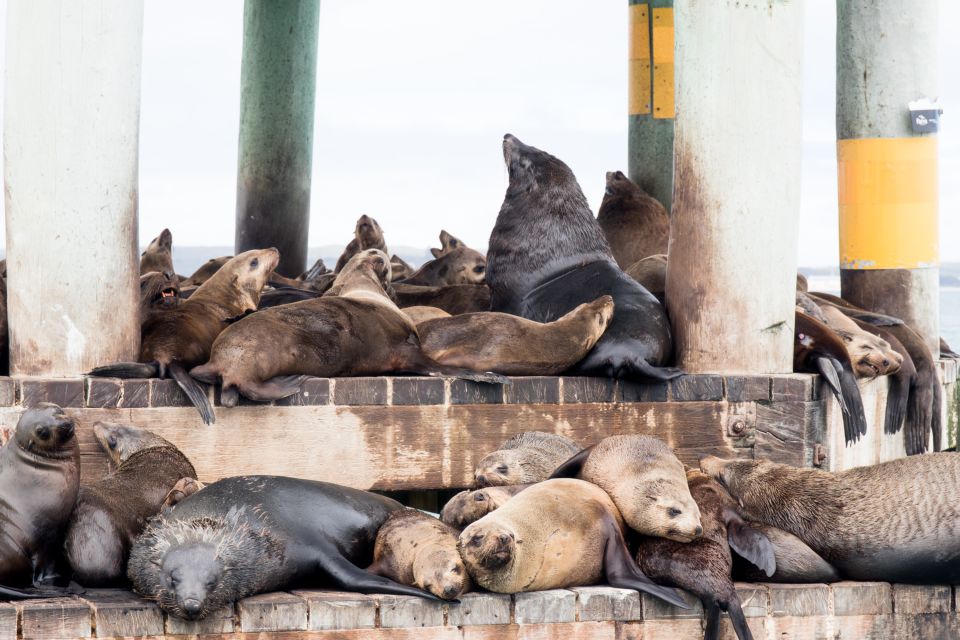 Queenscliff Harbour: 1.5hr Wildlife Sightseeing Tour - Common questions