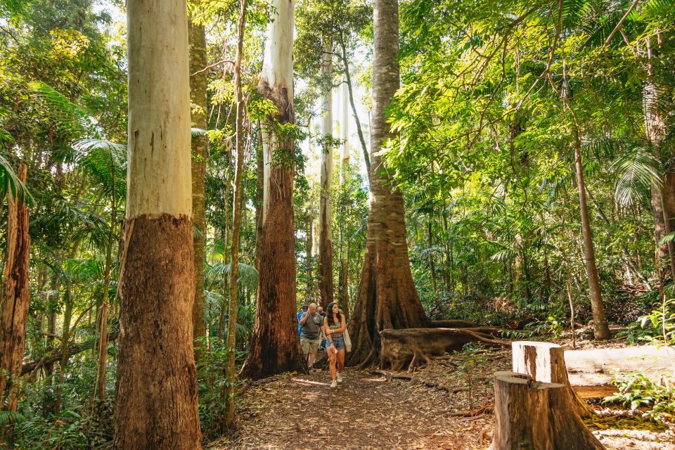 Rainforests and Glow Worm Cave: Day Tour From Brisbane - Customer Reviews