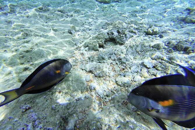 Ras Mohamed & White Island From Sharm El Sheikh by Boat - Snorkeling Guide Experience