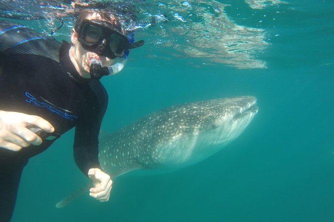 Reduced Group Whale Shark Tour - Additional Resources