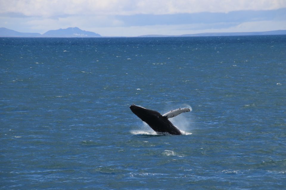Reykjavik: Best Value Whale Watching Boat Tour - Common questions