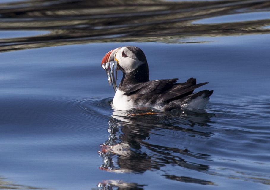 Reykjavik: Half-Day Whales and Puffins Cruise Combo Tour - Departure Point