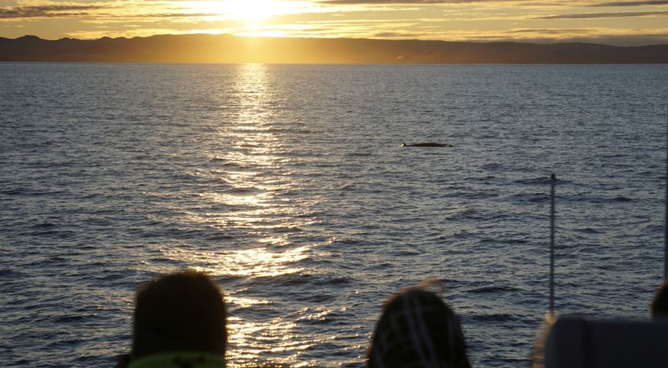 Reykjavík: Midnight Sun Whale Watching Cruise - Departure Location