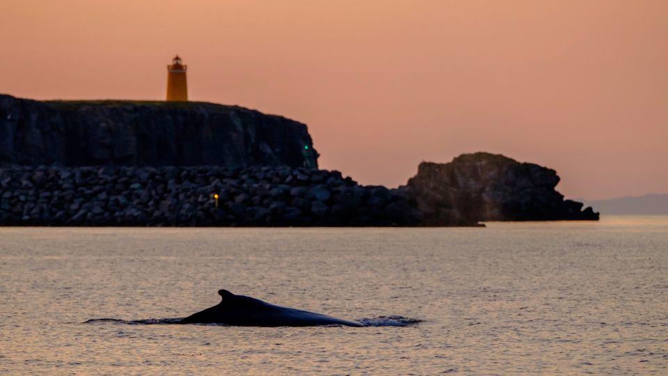 Reykjavik: Premium Whale and Puffin Watching Evening Tour - Common questions