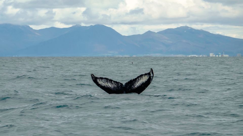 Reykjavik: Premium Whale Watching With Flexible Ticket - Cancellation Policy