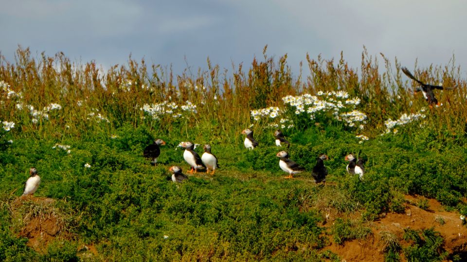 Reykjavik: Puffin Watching Tour - What to Expect